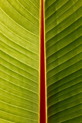 Macro of banana leaf - JTF00876