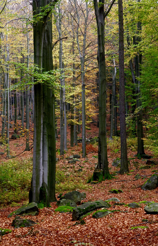 Germany, forest in autumn stock photo