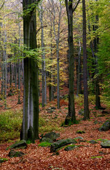 Germany, forest in autumn - JTF00878