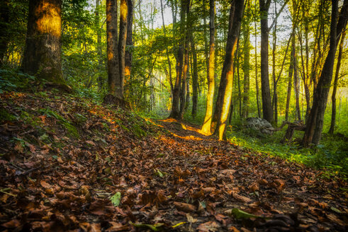 Slowenien, Bovec, Triglav-Nationalpark, Kanin-Tal im Herbst - CSTF01557