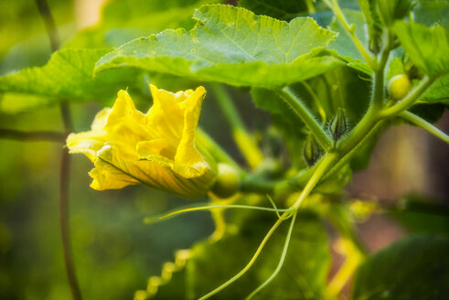 Pumpkin flower - CSTF01558