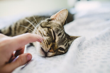 Hand of men stroking tabby cat, lying in bed - RAEF01963