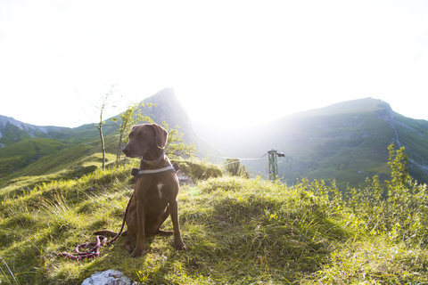 Österreich, Südtirol, Hund auf Wiese sitzend gegen die Sonne, lizenzfreies Stockfoto