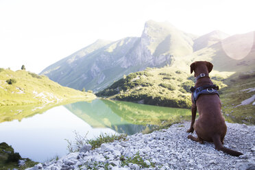 Österreich, Südtirol, Hund auf Aussichtspunkt sitzend - FKF02880