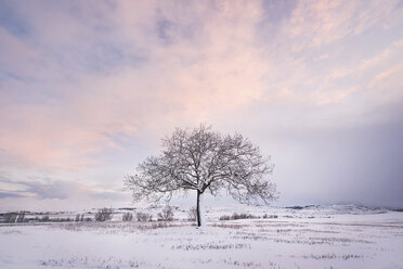 Spanien, Sonnenuntergang in Winterlandschaft mit einzelnem kahlen Baum - DHCF00166