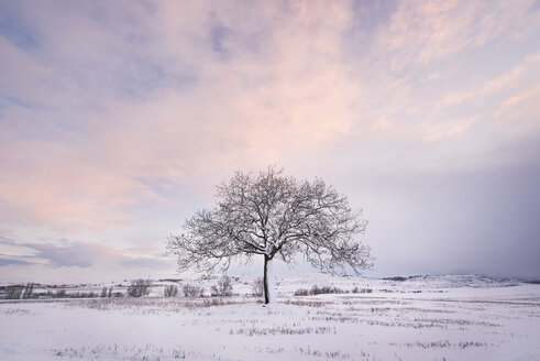 Spain, sunset in winter landscape with single bare tree - DHCF00166