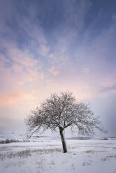 Spanien, Sonnenuntergang in Winterlandschaft mit einzelnem kahlen Baum - DHCF00167