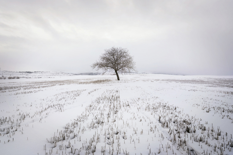 Spanien, einzelner kahler Baum in schneebedeckter Winterlandschaft, lizenzfreies Stockfoto