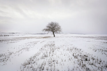 Spain, single bare tree in snow-covered winter landscape - DHCF00168
