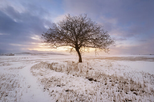 Spanien, Sonnenuntergang in Winterlandschaft mit einzelnem kahlen Baum - DHCF00169