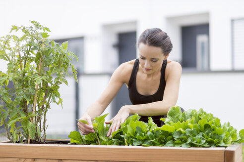 Junge Frau bei der Ernte, Beet mit Salat und Kräutern im Garten - MMAF00226