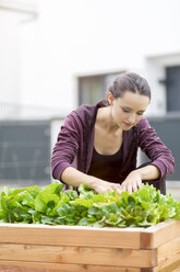 Junge Frau erntet Salat im Garten - MMAF00228