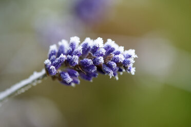 Lavendelblüte im Winter mit Frost bedeckt - LBF01709