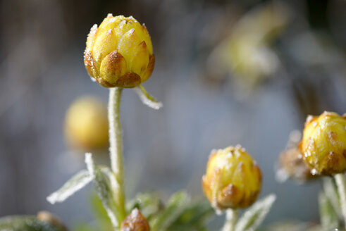 Hochblättrige Strohblume, frostbedeckt im Winter - LBF01710