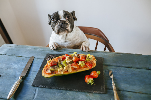 Porträt einer französischen Bulldogge am Tisch mit einem Teller mit Papaya und Früchten, lizenzfreies Stockfoto