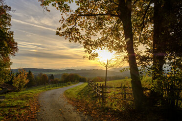 Deutschland, Bayern, Oberbayern, Miesbach, Taubenberg, Waldweg im Herbst bei Sonnenaufgang - LBF01712