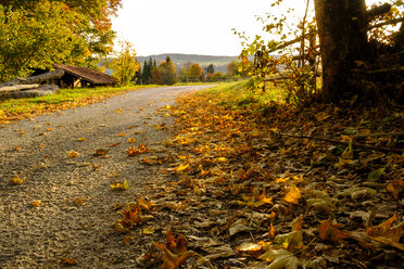 Germany, Bavaria, Upper Bavaria, Miesbach, Taubenberg, forest track in autumn in the morning - LBF01713