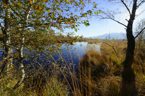 Deutschland, Bayern, Oberbayern, Chiemgau, bei Grassau, Kendlmuehlfilzen, Hochmoor, Naturschutzgebiet, renaturiertes Gebiet, lizenzfreies Stockfoto