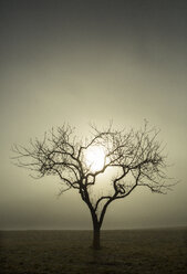 Baum ohne Blätter gegen die Morgensonne, Morgennebel, Herbst - WWF04055