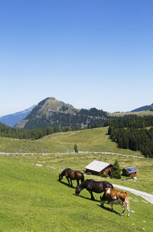 Österreich, Salzburger Land, Salzkammergut, Postalm, Weide, Pferde und Kuh - WWF04066