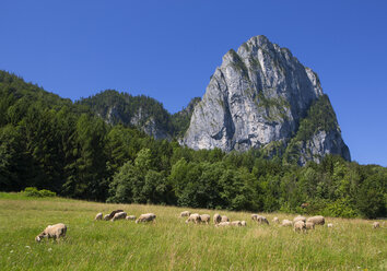 Austria, Upper Austria, Salzkammergut, Mondseeland, View of Drachenwand, flock of sheep - WWF04072