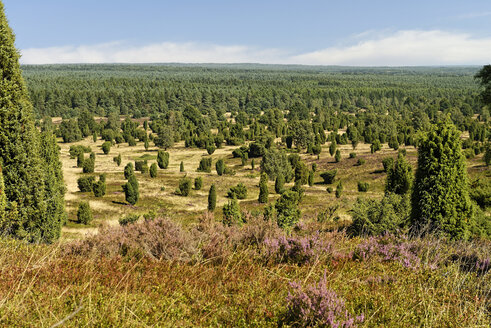 Deutschland, Niedersachsen, Lüneburger Heide, Naturpark Lüneburger Heide, Blick vom Bolterberg bei Wilsede - LBF01719