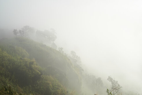 Thailand, Phu Chi Fa, neblig-mystischer Blick auf den Wald in den Bergen - IGGF00336