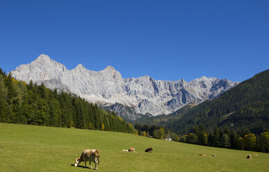 Austria, Salzburg State, Filzmoos, Hachau, alpine meadow, View to Dachstein, Dachstein massif - WWF04084