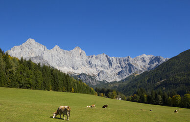 Österreich, Bundesland Salzburg, Filzmoos, Hachau, Alm, Blick zum Dachstein, Dachsteinmassiv - WWF04084