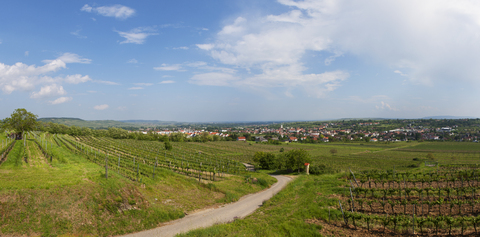 Österreich, Niederösterreich, Waldviertel, Kamptal, Langenlois, Weingarten, Weinstraße, lizenzfreies Stockfoto