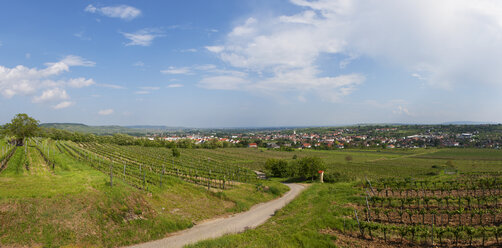 Österreich, Niederösterreich, Waldviertel, Kamptal, Langenlois, Weingarten, Weinstraße - WWF04097