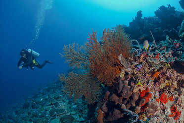 Indonesia, Bali, Nusa Lembonga, Nusa Penida, female diver at tropical coral reef - ZCF00596