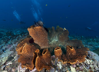 Indonesia, Bali, Nusa Lembonga, Nusa Penida, divers and brown vase sponge, Callyspongia sp.02 - ZCF00597