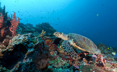 Indonesia, Bali, Nusa Lembonga, Nusa Penida, hawksbill turtle, Eretmochelys imbricata - ZCF00598