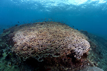 Indonesien, Bali, Nusa Lembonga, Nusa Penida, Becherkorallen, Turbinaria conspicua - ZCF00600