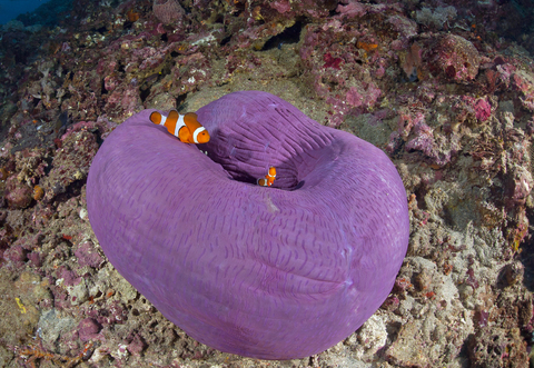 Indonesien, Bali, Nusa Lembonga, Nusa Penida, Falsche Percula-Anemonenfische, Amphiprion ocellaris, und prächtige Seeanemonen,, lizenzfreies Stockfoto