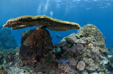 Indonesien, Bali, Nusa Lembonga, Nusa Penida, Tischkoralle, Acropora cytherea, und Taucher - ZCF00604