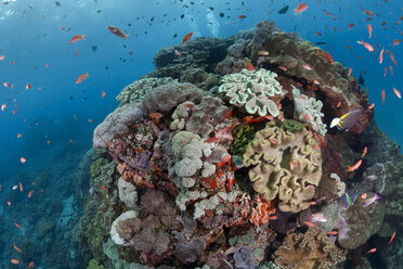 Indonesien, Bali, Nusa Lembonga, Nusa Penida, Lederkorallen, Sarcophyton sp., und Schwalbenschwanzseeschwalben, Pseudanthias sp. - ZCF00605