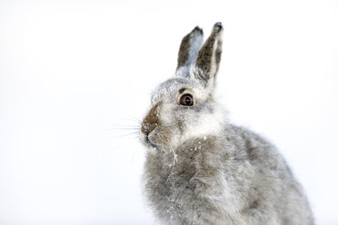 UK, Schottland, Porträt eines Schneehasen im Schnee - MJOF01461