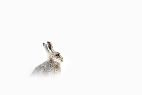 UK, Scotland, portrait of Mountain Hare in snow stock photo
