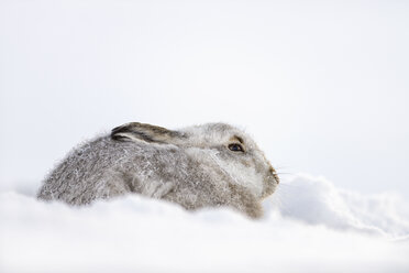 UK, Schottland, Porträt eines Schneehasen im Schnee - MJOF01463