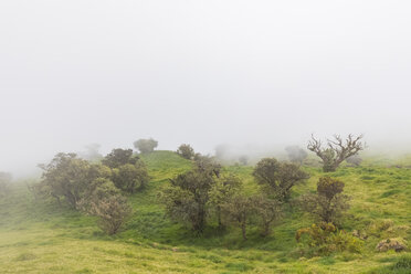 La Réunion, La Réunion-Nationalpark, Route du volcan, Bäume und Nebel - FOF09617