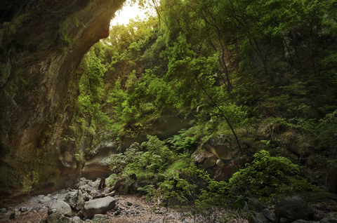 Spanien, Kanarische Inseln, La Palma, Felswand im Wald, lizenzfreies Stockfoto