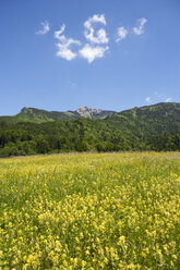 Austria, Salzburg State, Salzkammergut, St. Gilgen, Aich, Schafberg, flower meadow - WWF04128