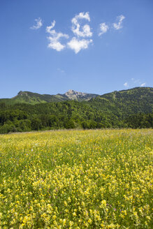 Österreich, Bundesland Salzburg, Salzkammergut, St. Gilgen, Aich, Schafberg, Blumenwiese - WWF04128