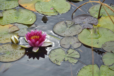 Pink water lily, Nymphaea Alba - AXF00802