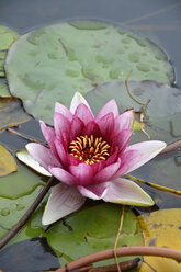 Pink water lily, Nymphaea Alba - AXF00803