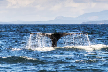 Kanada, British Columbia, Straße von Juan de Fuca, Buckelwal, Schwanz - SMAF00912