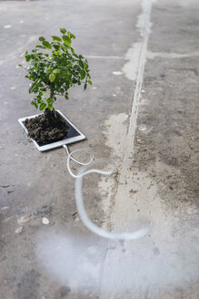 Little tree growing on digital tablet - FLAF00033