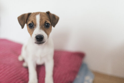 Jack Russel Terrier, Hündin - KMKF00132